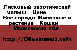 Ласковый экзотический малыш › Цена ­ 25 000 - Все города Животные и растения » Кошки   . Ивановская обл.